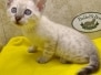 Savannah F-6SBT Snow Male #1 DOB 12-7-23