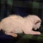 Savannah Snow Male DOB 12-7-23