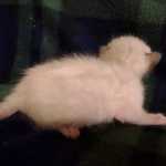 Savannah Snow Male DOB 12-7-23