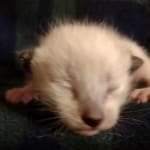 Savannah Snow Male DOB 12-7-23