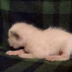 Savannah Snow Male DOB 12-7-23