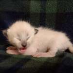 Savannah Snow Male DOB 12-7-23