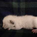 Savannah Snow Male DOB 12-7-23