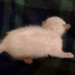 Savannah Snow Male DOB 12-7-23
