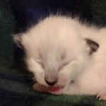 Savannah Snow Male DOB 12-7-23