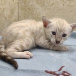 Savannah Snow Male DOB 12-7-23