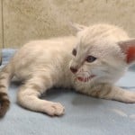 Savannah Snow Male DOB 12-7-23