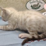 Savannah Snow Male DOB 12-7-23