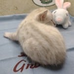 Savannah Snow Male DOB 12-7-23