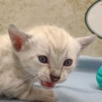 Savannah Snow Male DOB 12-7-23