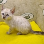 Savannah Snow Male DOB 12-7-23