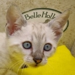 Savannah Snow Male DOB 12-7-23