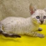 Savannah Snow Male DOB 12-7-23