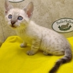 Savannah Snow Male DOB 12-7-23