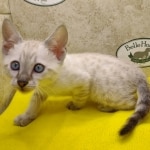 Savannah Snow Male DOB 12-7-23