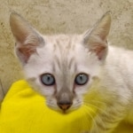 Savannah Snow Male DOB 12-7-23