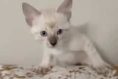 Khonsu Savannah F-6SBT Snow Male #1 DOB 3-29-24