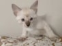 Khonsu Savannah F-6SBT Snow Male #1 DOB 3-29-24