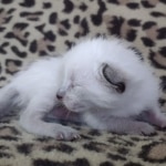 Savannah F-6SBT Snow Male DOB 3-29-24