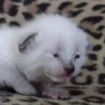 Savannah F-6SBT Snow Male DOB 3-29-24