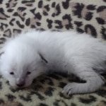 Savannah F-6SBT Snow Male DOB 3-29-24