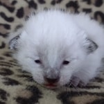 Savannah F-6SBT Snow Male DOB 3-29-24