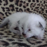 Savannah F-6SBT Snow Male DOB 3-29-24