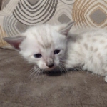 Savannah F-6SBT Snow Male DOB 3-29-24