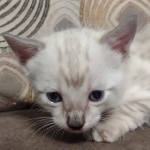 Savannah F-6SBT Snow Male DOB 3-29-24