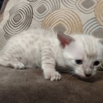 Savannah F-6SBT Snow Male DOB 3-29-24