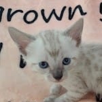 Savannah F-6SBT Snow Male DOB 3-29-24