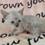 Savannah F-6SBT Snow Male DOB 3-29-24