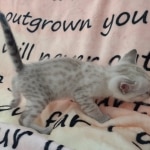 Savannah F-6SBT Snow Male DOB 3-29-24