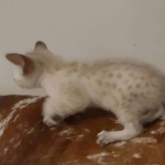 Savannah F-6SBT Snow Male DOB 3-29-24