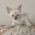 Savannah F-6SBT Snow Male DOB 3-29-24