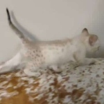 Savannah F-6SBT Snow Male DOB 3-29-24