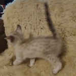 Savannah F-6SBT Snow Male DOB 3-29-24