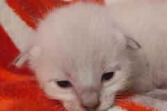 Savannah F-6SBT Snow Male #1 DOB 5-29-22