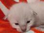 Savannah F-6SBT Snow Male #1 DOB 5-29-22