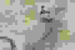 Savannah F-6SBT Snow Male #1 DOB 5-3-21