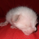 Savannah male kitten snow DOB 5-3-21