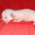 Savannah male kitten snow DOB 5-3-21