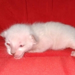 Savannah male kitten snow DOB 5-3-21