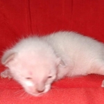 Savannah male kitten snow DOB 5-3-21