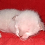 Savannah male kitten snow DOB 5-3-21