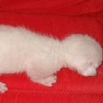 Savannah male kitten snow DOB 5-3-21
