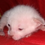 Savannah male kitten snow DOB 5-3-21