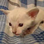 Savannah male kitten snow DOB 5-3-21