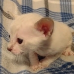 Savannah male kitten snow DOB 5-3-21