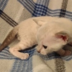 Savannah male kitten snow DOB 5-3-21